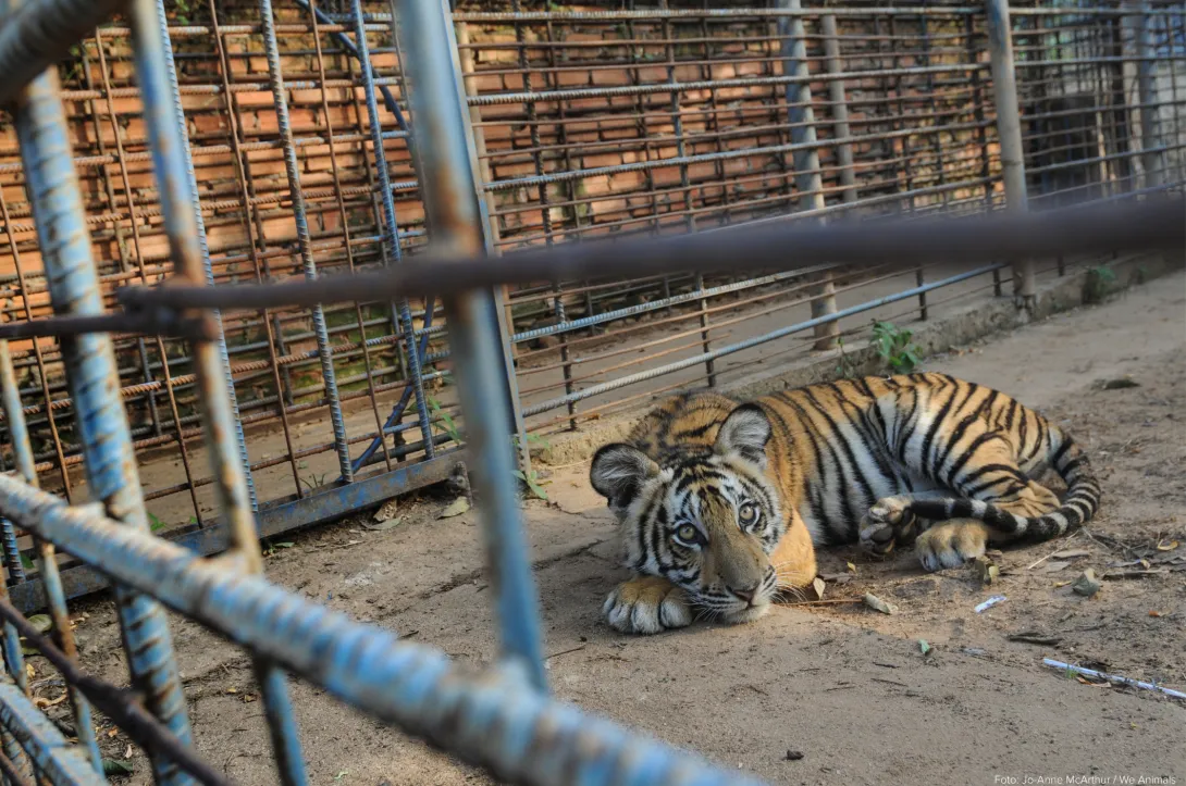 Tiger i fangeskab
