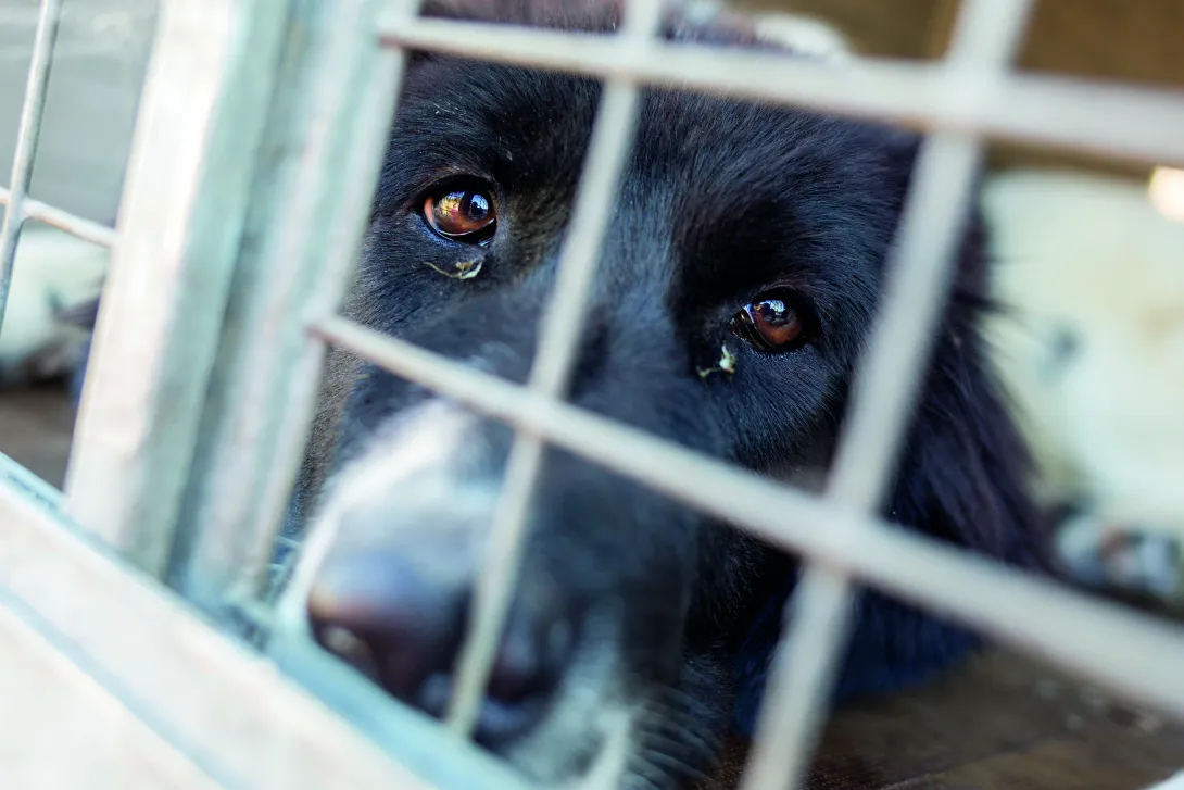 Hund der er spærret inde.