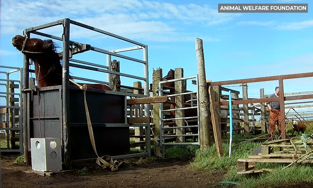 hest spærret inde i bås