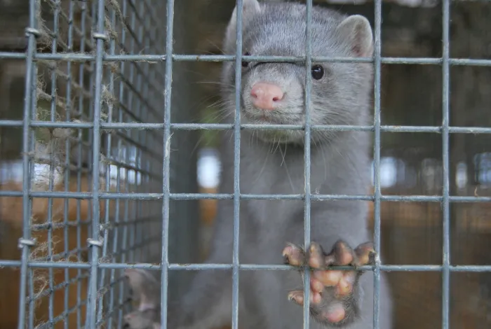 grå mink i bur