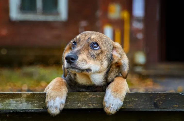 hund