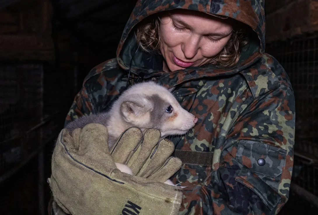 Ræveunge der bliver reddet fra en polsk pelsfarm i 2025